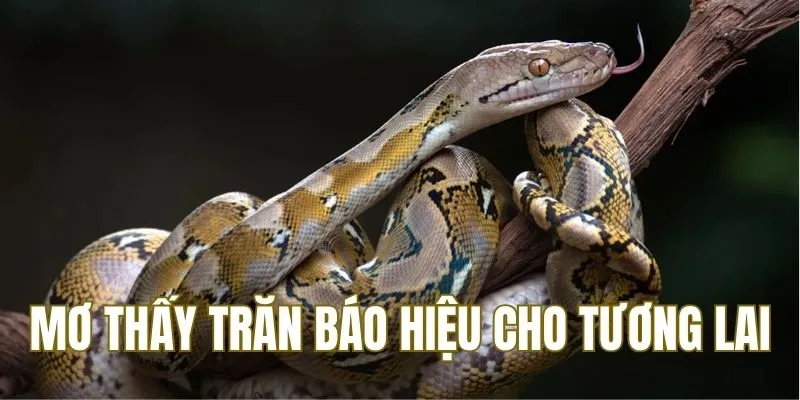 Mơ thấy trăn đánh số mấy báo hiệu nhiều phương diện tương lai