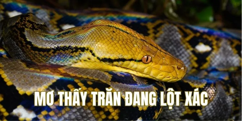 Mơ trăn đang lột xác khi ngủ