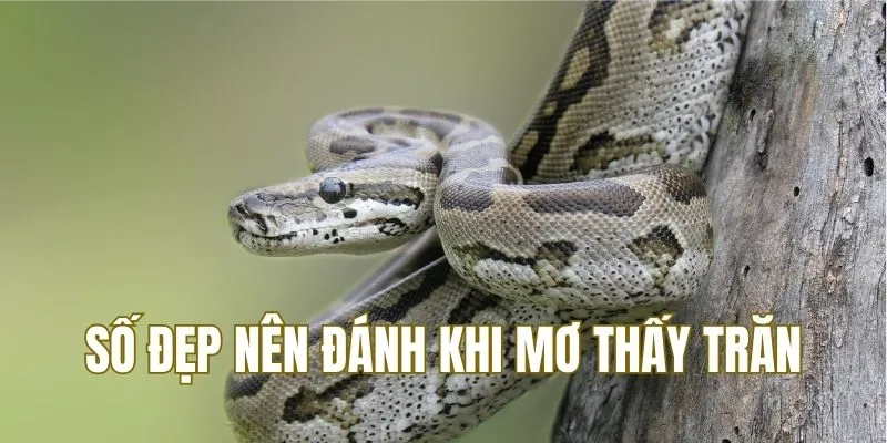 Số đẹp nên chọn đánh cho hôm sau