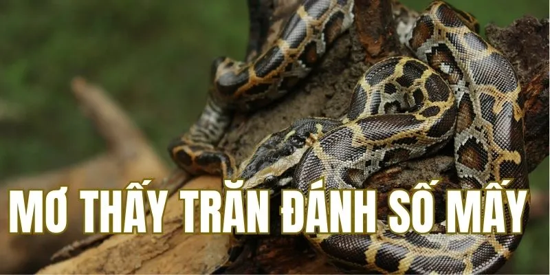 Mơ Thấy Trăn Đánh Số Mấy Để Hôm Sau Nhận Thưởng Lớn?